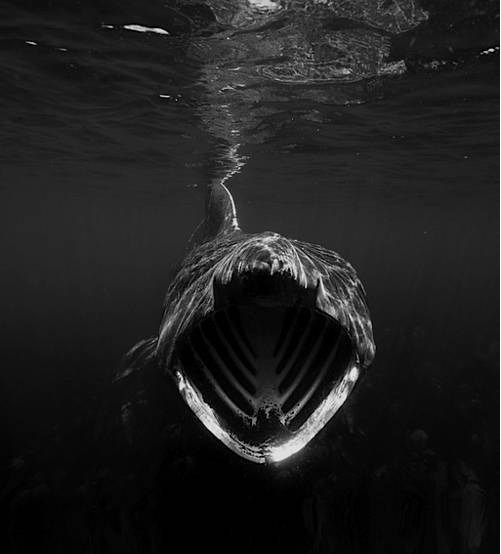 scary shark 